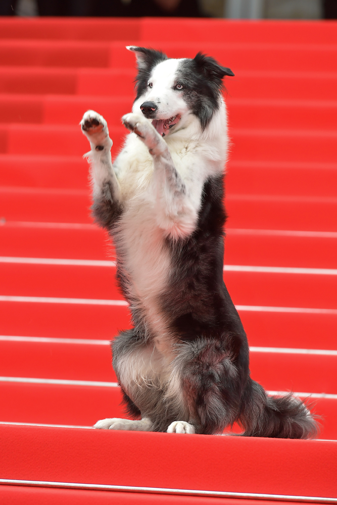 Messi le chien à la projection du film Le Deuxième Acte, lors de la cérémonie d'ouverture du 77ème Festival de Cannes © Dominique Charriau/WireImage.