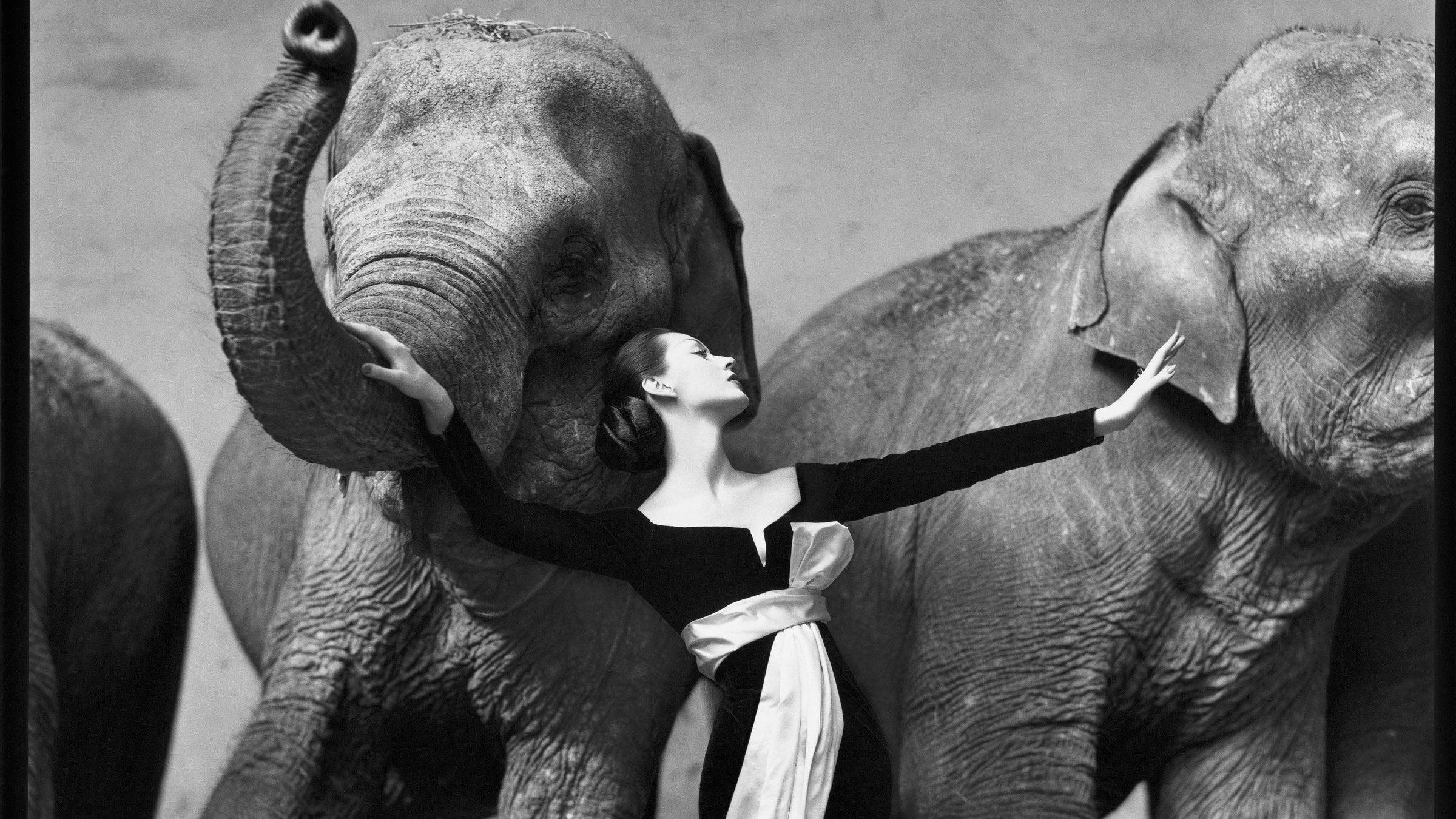 Richard Avedon, exposition, galerie Gagosian, Paris, Dovima with Elephants