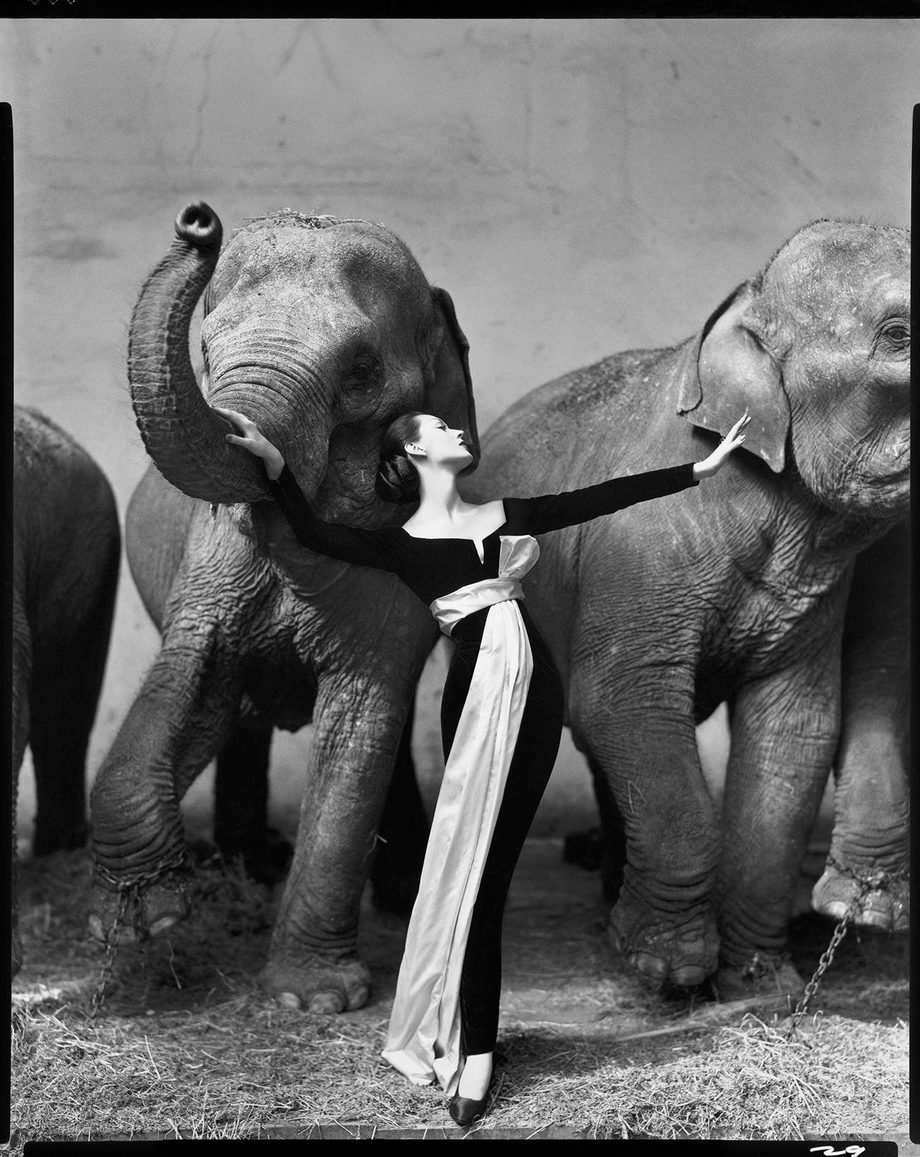 Richard Avedon, exposition, galerie Gagosian, Paris, Dovima with Elephants