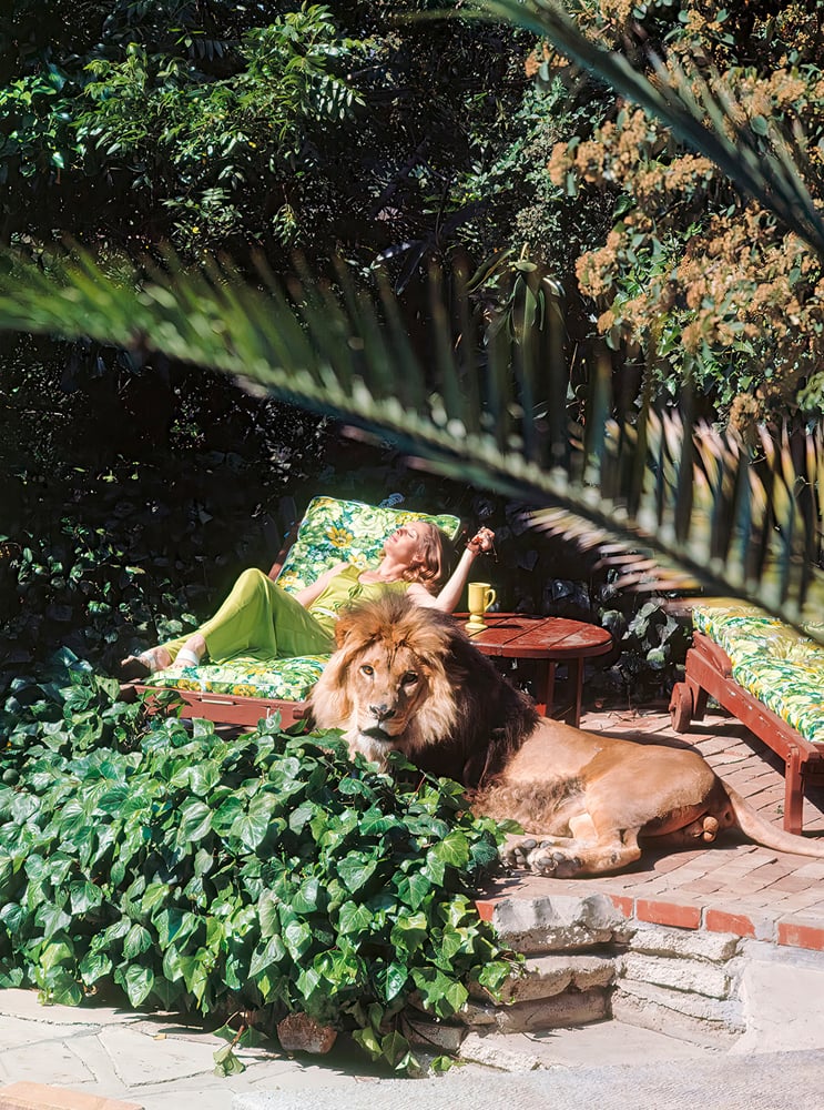 Tippi Hedren et son lion de compagnie, Neil. © Life Picture Collection, Meredith Operations Corporation.