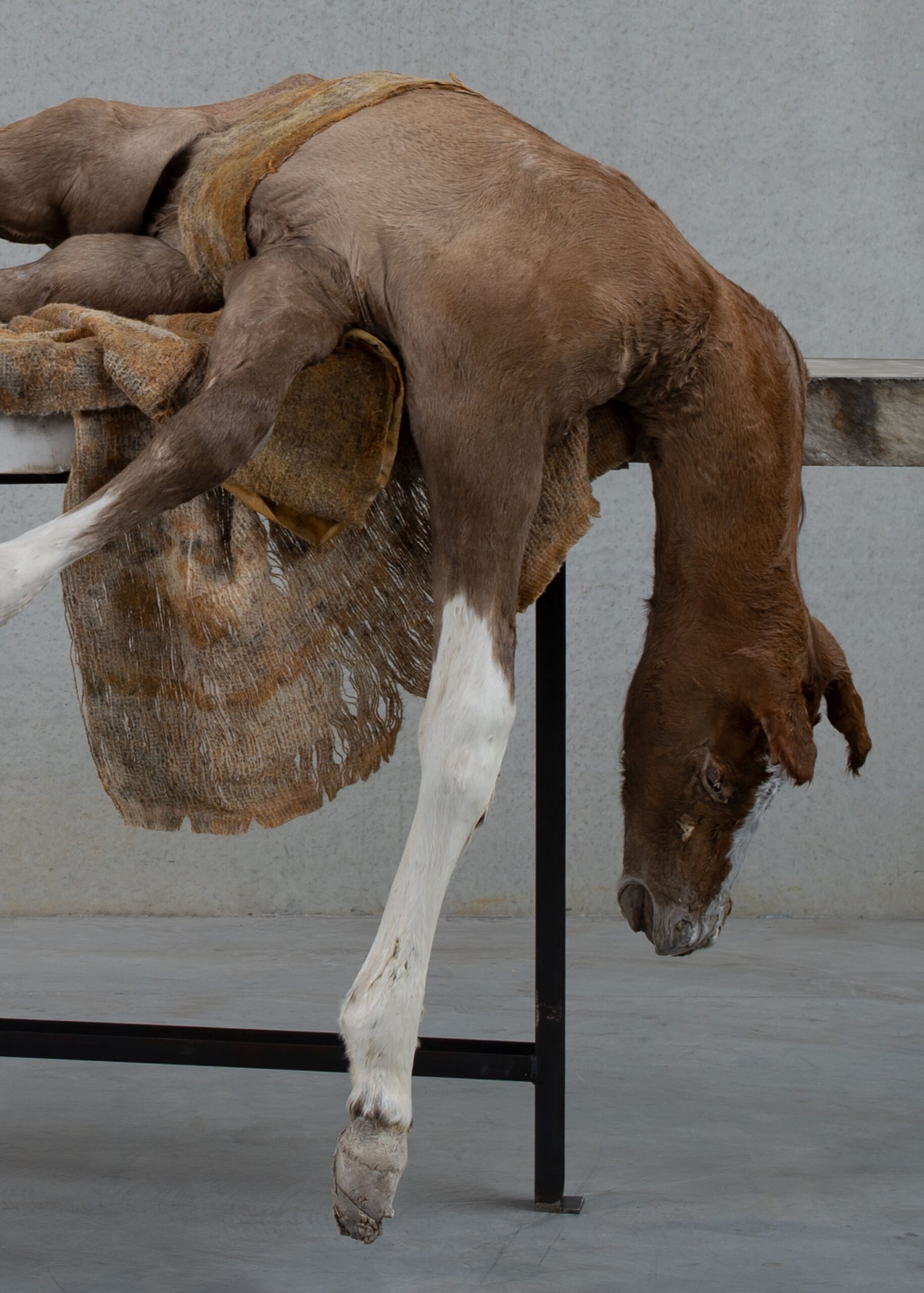 sculpture de l'artiste Berlinde de Bruyckere Lost V (2011) dans l'exposition au Bozar Bruxelles