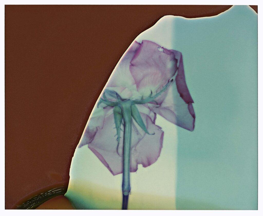 photographie Roses de Ines Dieleman
