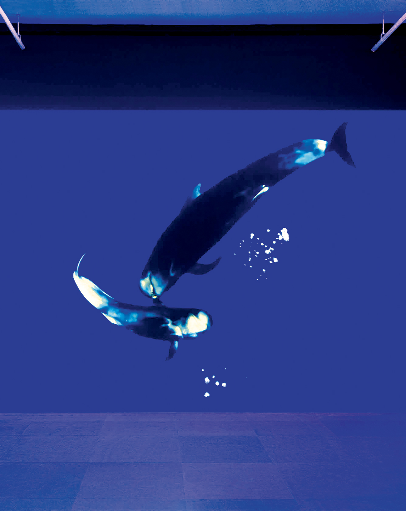 The Solemn and Dignified Burial Befitting My Beloved for All Seasons (2025) de Dominique Knowles